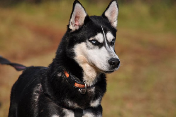 Balto - Piękny Husky Bez Ogona 2