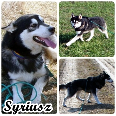Syriusz - Wspaniały Husky