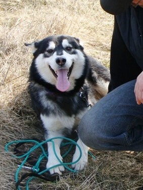 Syriusz - Wspaniały Husky 2