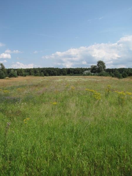 Sobienie Szlacheckie. Działka Z Możliwością Zabudowy Na Sprzedaż 2
