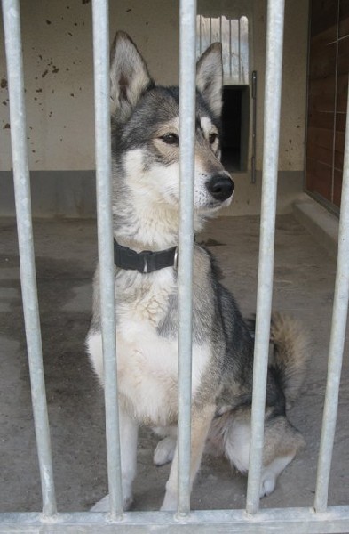 Figa - Młoda Radosna Sunia W Typie Husky