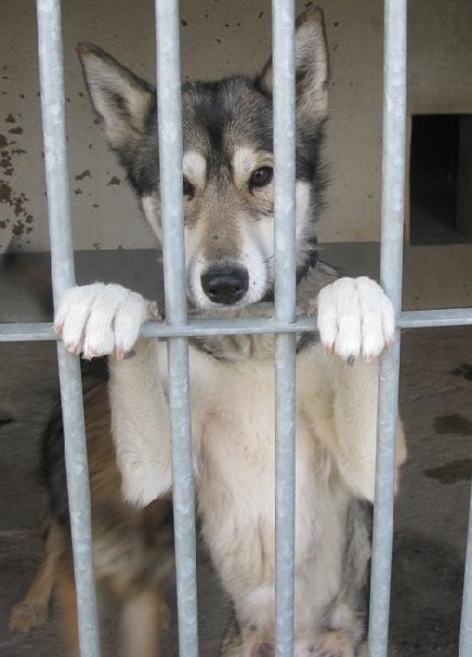 Figa - Młoda Radosna Sunia W Typie Husky 2