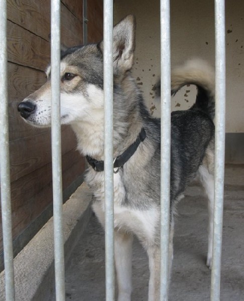 Figa - Młoda Radosna Sunia W Typie Husky 3