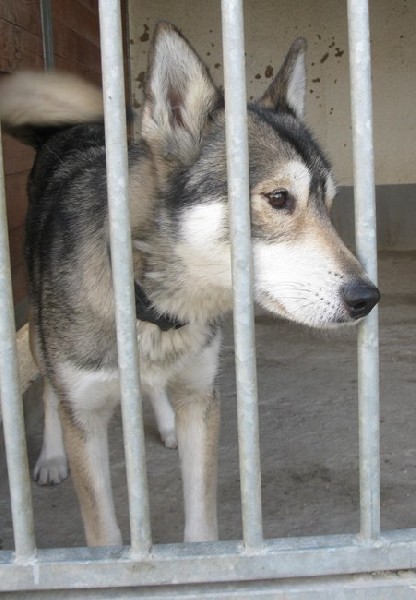 Figa - Młoda Radosna Sunia W Typie Husky 4