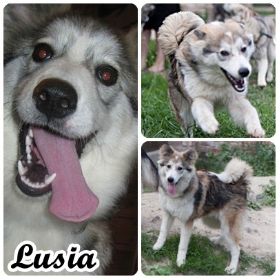 Luśka - Piękny Szczeniak W Typie Alaskan Malamute
