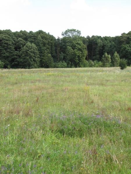 Sprzedam Działkę Rolną Z Warunkami Zabudowy - Bezpośrednio 2