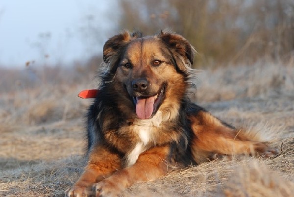 Astor- Sympatyczny Pies O Falującej Sierści Do Adopcji