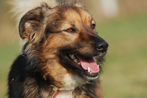 Astor- Sympatyczny Pies O Falującej Sierści Do Adopcji 2