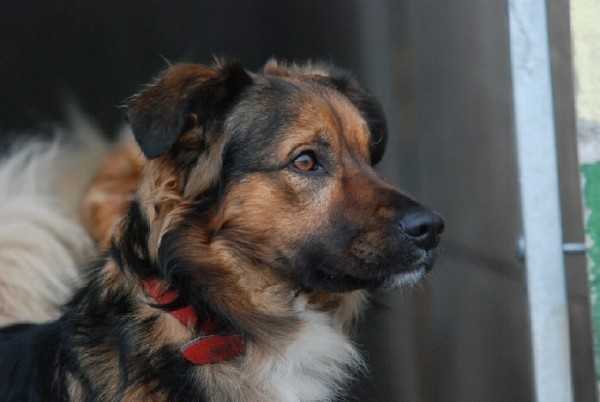 Astor- Sympatyczny Pies O Falującej Sierści Do Adopcji 4