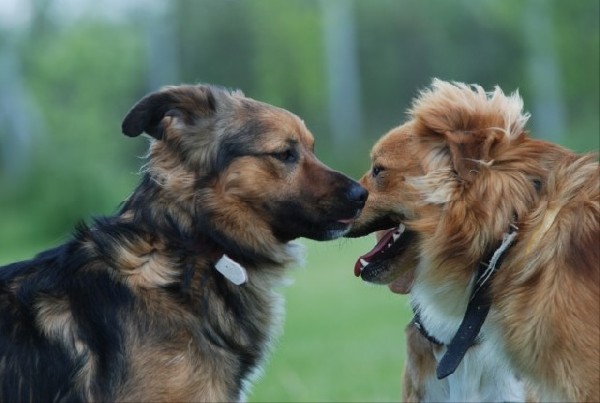 Astor- Sympatyczny Pies O Falującej Sierści Do Adopcji 5