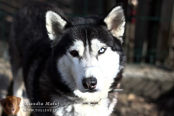 Hasia - Znaleziona Suczka Husky Szuka Nowego Domu 2