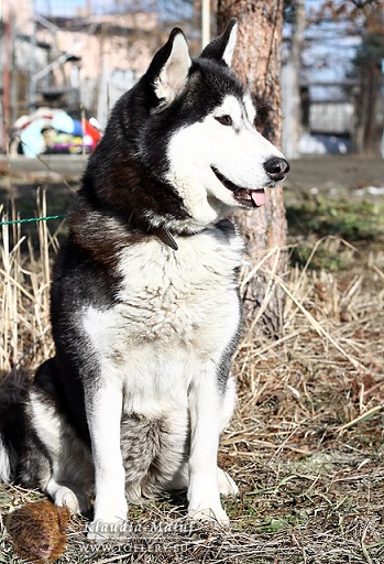 Hasia - Znaleziona Suczka Husky Szuka Nowego Domu 4