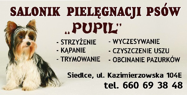 Strzyżenie Psów Siedlce Salonik ,, Pupil ,,york Itp;