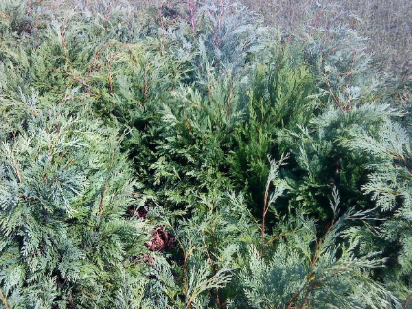 sadzonki.org, thuja,tuja,cena tuj,thuja cena , brabant , tujebrabant cena