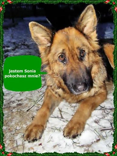 Sonia, Młoda Sunia Szuka Domu 5