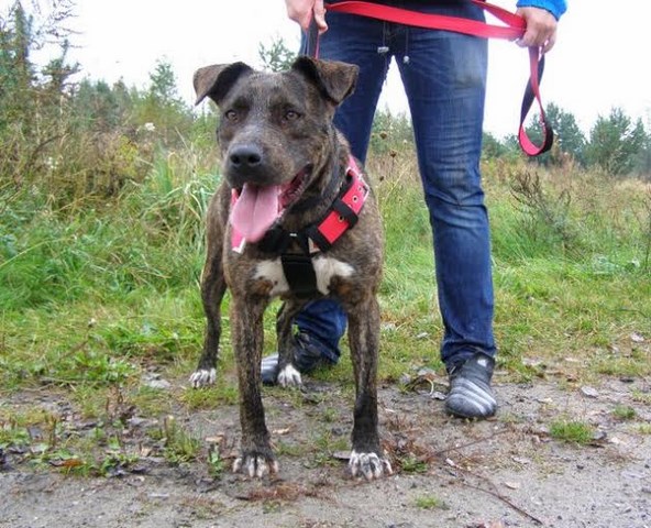 Do Adopcji Sonia 2,5 Letnia Suczka W Typie Amstaff-a 2