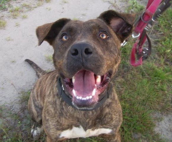 Do Adopcji Sonia 2,5 Letnia Suczka W Typie Amstaff-a 3