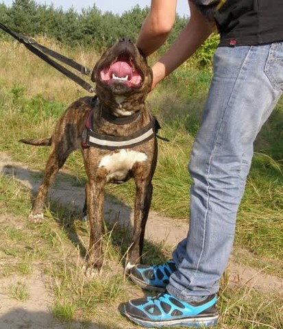 Do Adopcji Sonia 2,5 Letnia Suczka W Typie Amstaff-a 4
