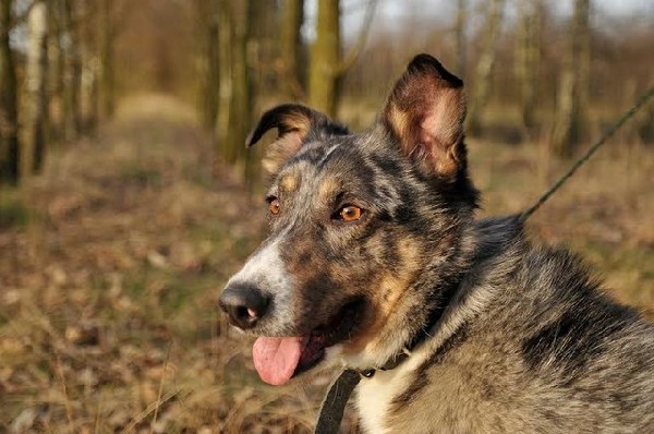 Merlin-owczarek Australijski + Collie-piękna Mieszanka Merle!