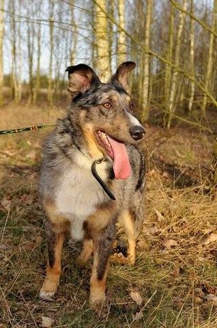 Merlin-owczarek Australijski + Collie-piękna Mieszanka Merle! 2