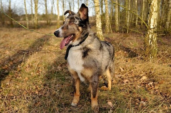 Merlin-owczarek Australijski + Collie-piękna Mieszanka Merle! 4