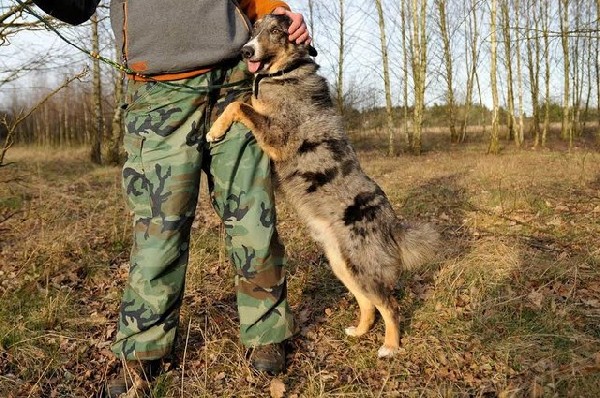 Merlin-owczarek Australijski + Collie-piękna Mieszanka Merle! 5